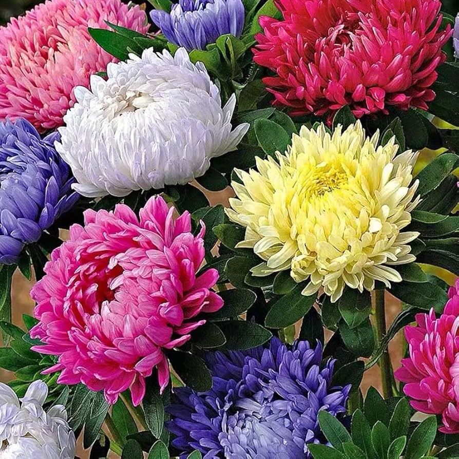Aster Chinese Chrysanthemum Bonsai seeds sprouting into miniature flowering plants with chrysanthemum-style blooms in a variety of colors